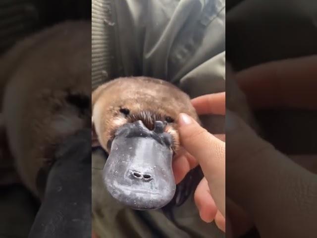 Cute Platypus #shorts