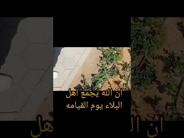 #الشيخ كشك #اهل البلاء@
