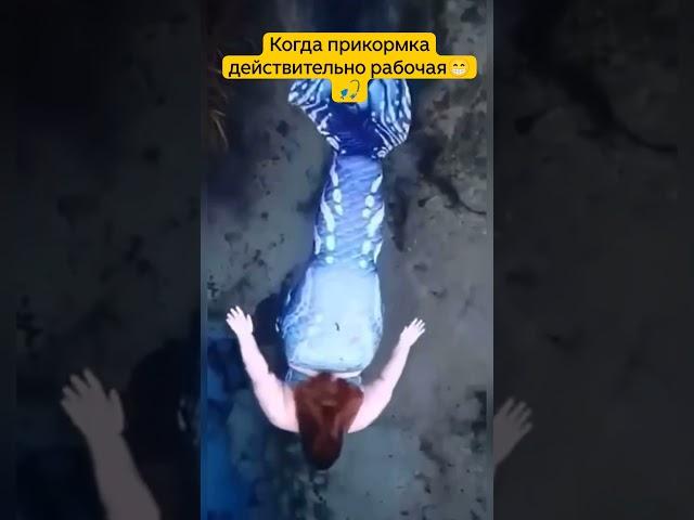 Когда перекормил точку #рыбалка #трофей #прикормка