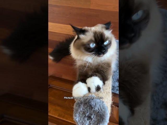 Что нельзя делать хозяину кошки 