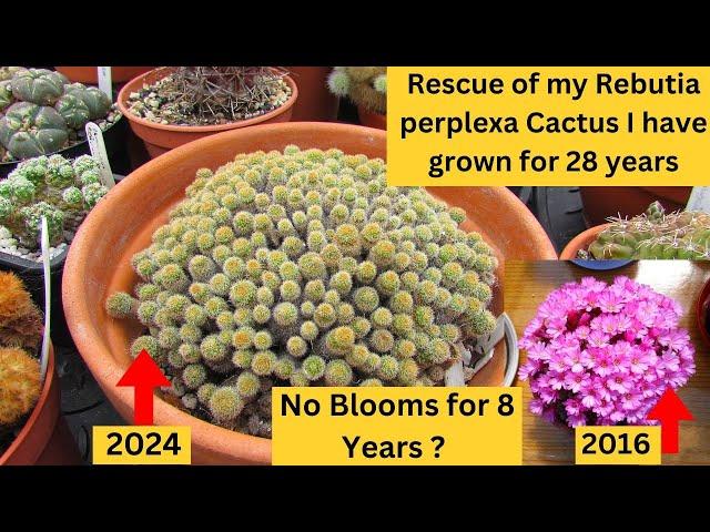 Rescue of my Rebutia Perplexa Cactus I have grown for 28 years #cactus #cacti