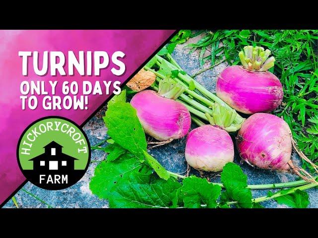 Growing Turnips | An Old Time Survival Crop That Everyone Should Grow