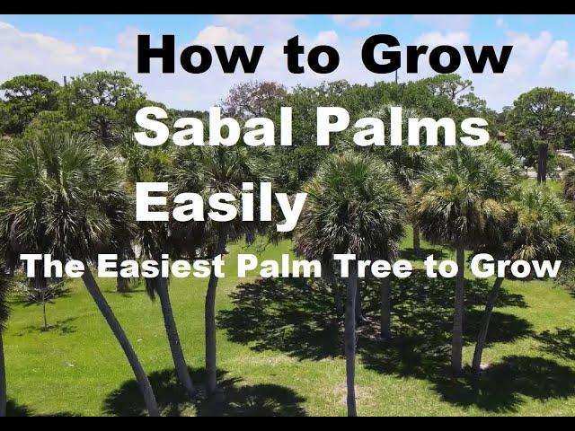 How to Grow a Beautiful SABAL PALM, the Easiest Palm Tree to Grow