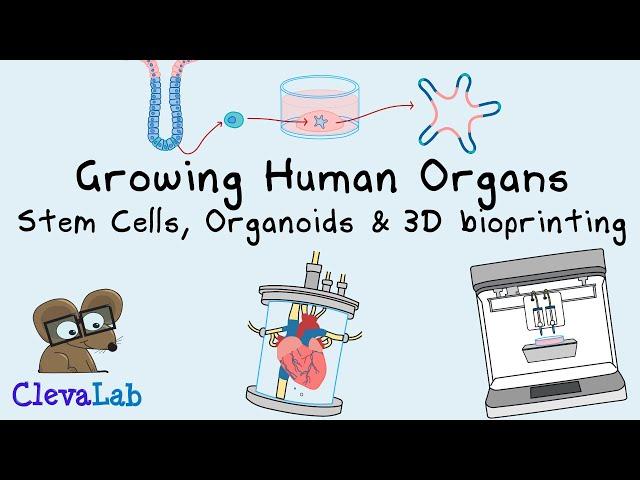 Growing Organs | Stem cells, Organoids and 3D Bioprinting.