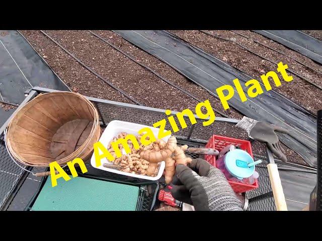 How to Plant Turmeric