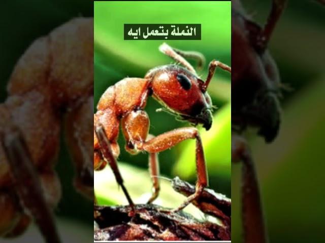 سبحان الله العظيم