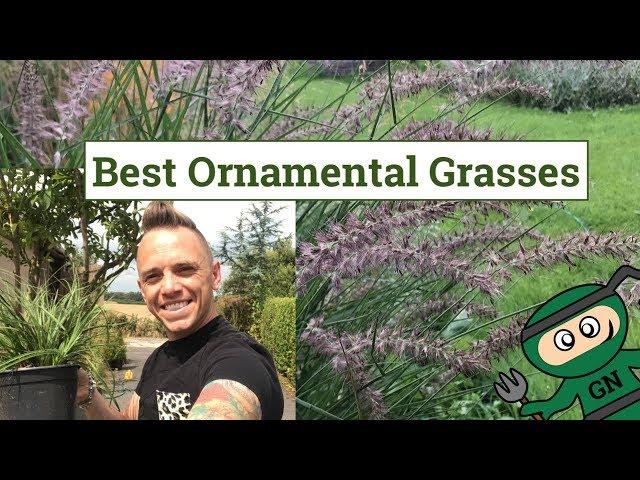 Best Ornamental Grasses for Gardens & Planting guide