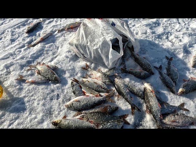 Крупная плотва со льда! Рыбалка на Чудском озере,Meerapalu. Эстония, д. Мерепалу.