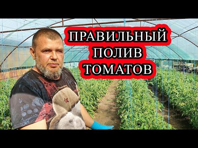 [Правильный Полив] Томатов | Почему не Усваивается Кальций