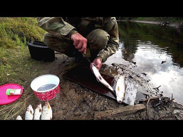 FISHING IN THE TAIGA RIVER. PERSISTENT CATCH IN WARM WEATHER.