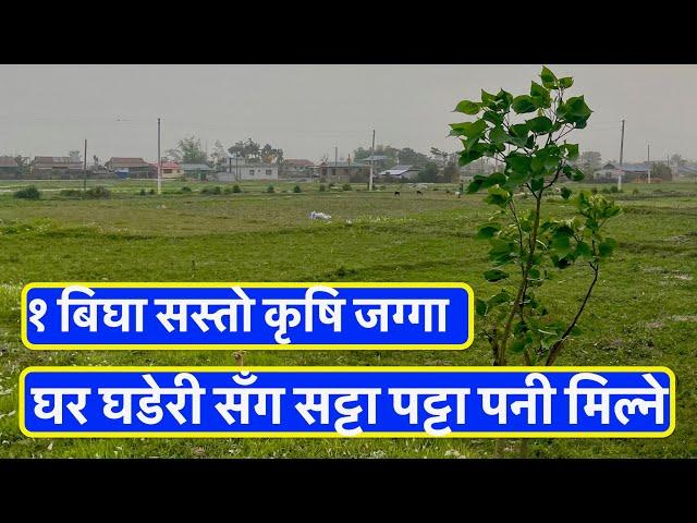 13 Lakh| 1 Bigga| cheap Agriculture land for sale in Nepal Owner 9825676404  सट्टा पट्टा पनी मिल्ने