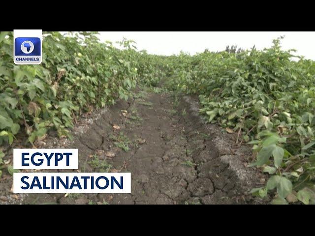 Egypt Salination: Nile Delta Farmland Salts Up