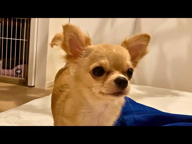 深夜1時に悲しい顔で起こしに来るチワワ。原因は…