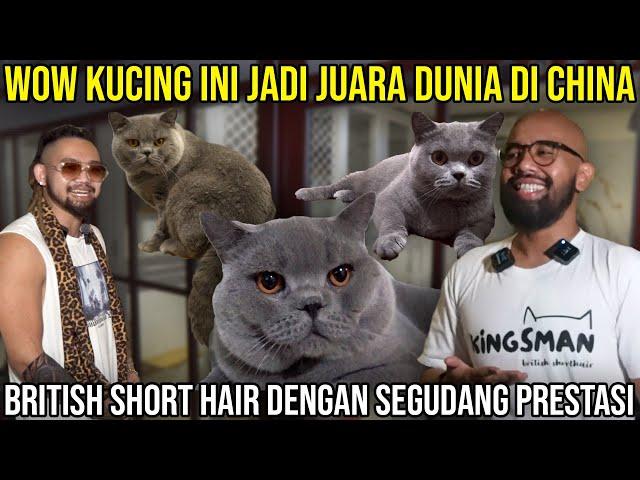 WOW KUCING INI JADI JUARA DUNIA DI CINA BRITISH SHORTHAIR DENGANG SEGUDANG PRESTASI  #indoexotic