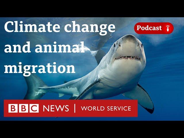 Why protecting animal migrations could help the planet - The Climate Question, BBC World Service