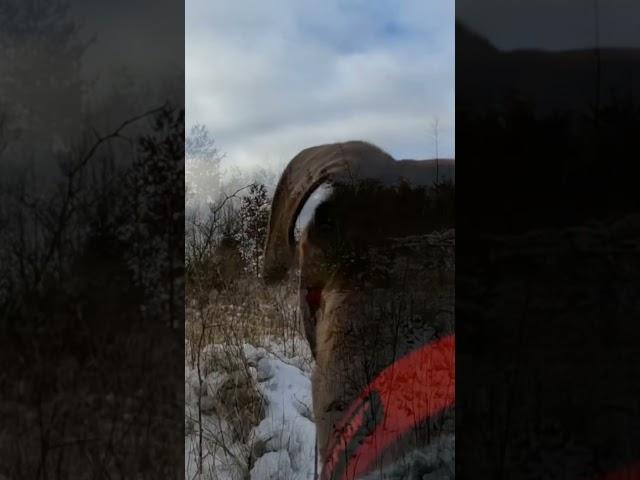 Dog's GoPro Fails in Freezing Forest!