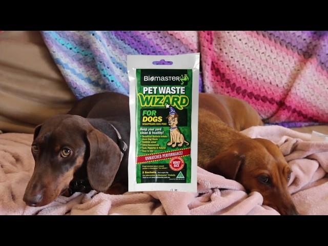 How to deal with Pet Waste - Pet Waste Wizard - Biomaster