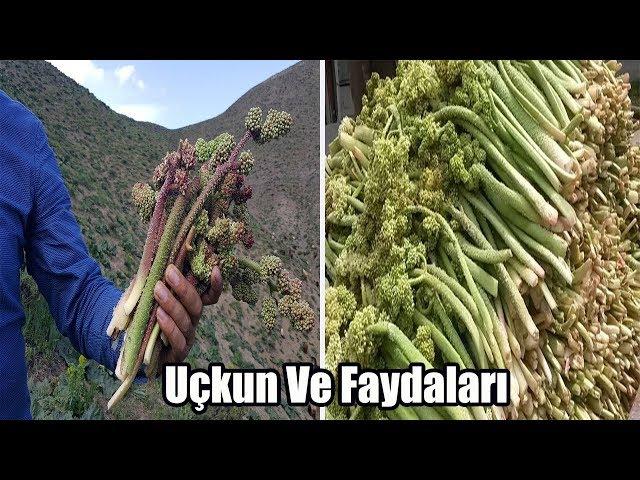 Uçkun [ Işgın ] Nedir Faydaları Nelerdir?   |  Uçkun Otu