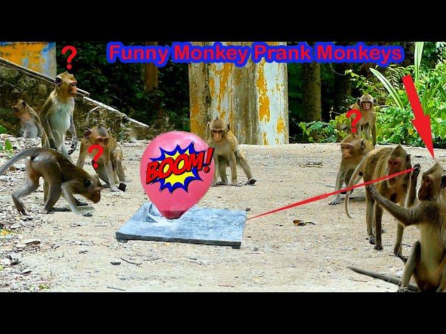 Balloon boom Prank Monkeys By Monkey Funny Funny