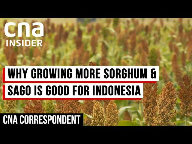 How Indonesia Is Diversifying Its Crop Production For Food Security | CNA Correspondent