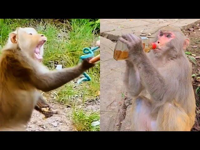 Funny monkey compilation #1 | Entertaino Things