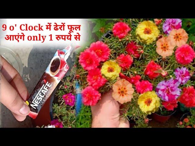 9 o' Clock/Portulaca में ढेरों फूल आएंगे only 1 रुपये से || How To Get Flowering On Moss Rose