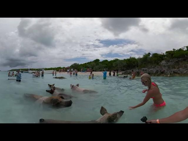 Exuma Swimming Pig Tour In Virtual Reality! Bahamas Tourism