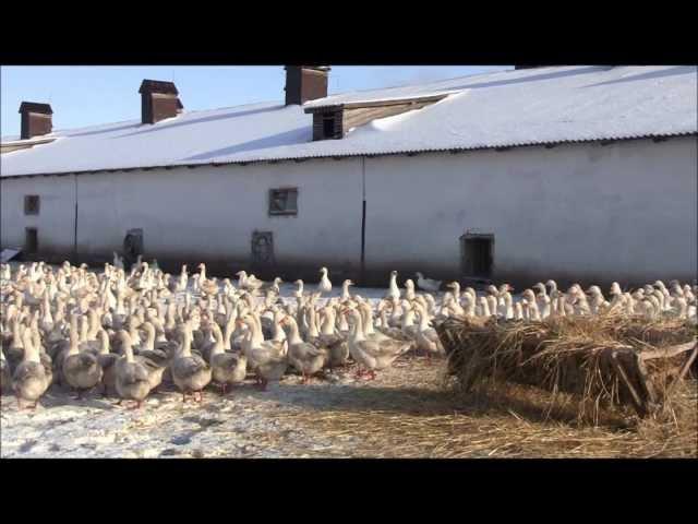 Племенной завод Махалов Содержание гусей