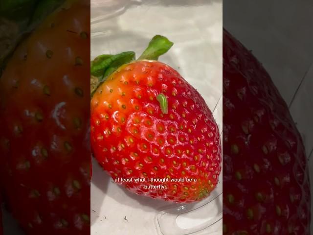 I Found A Bug On My Strawberry And Grew 100 Of Them