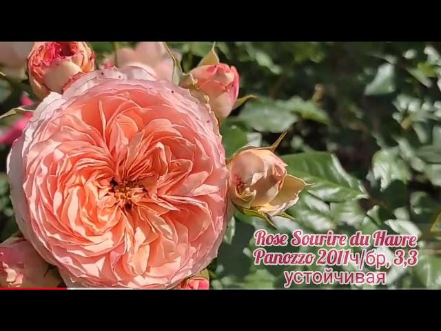 Rose Sourire du Havre Panozzo rose 2011 ч/бр 5 зона Цветет Кистями  для Миксбордера 9-12см цветки