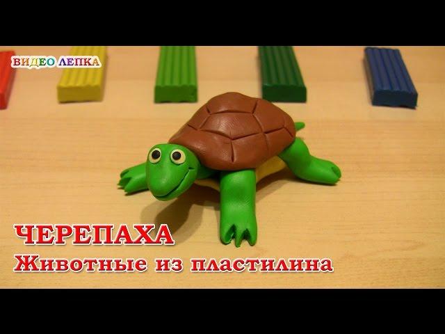 Molded from clay. TURTLE | Video Modeling