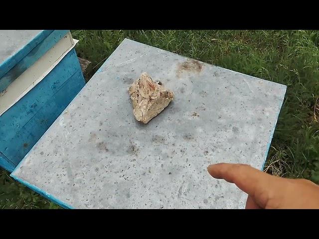 Пасека приём пчеломаток