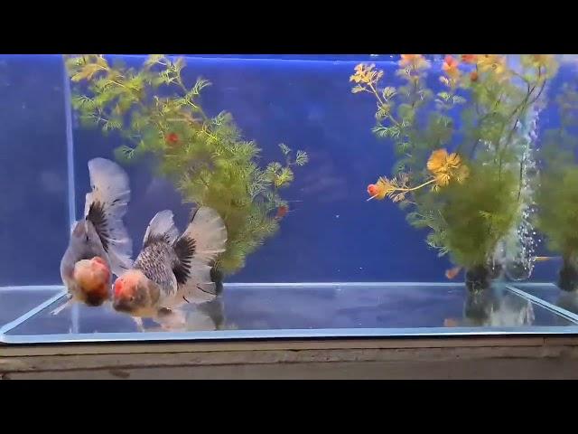 Oranda goldfish from JoeGoldFish - Malaysia