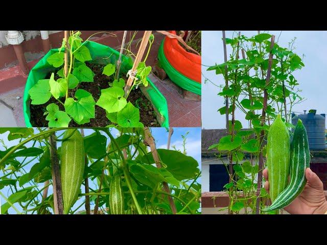 How To Grow Organic Snake Gourds In Grow Bag At Home Garden