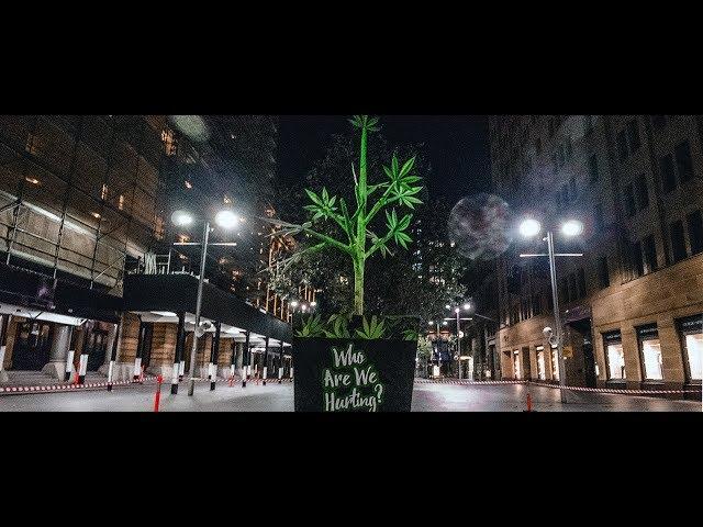 Artists build 2 Story Cannabis Plant in Sydney CBD for 420 | Who Are We Hurting?