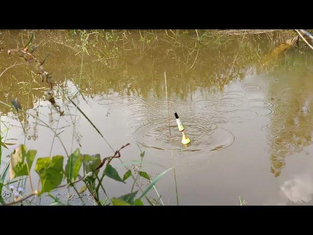 BENAR-BENAR PANEN MANCING DISAAT MUSIM KEMARAU MAS BROO..!!