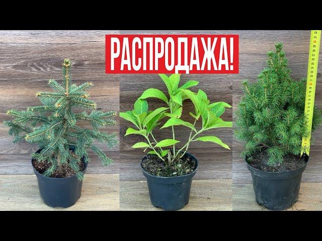 Распродажа декоративных растений (часть 2).