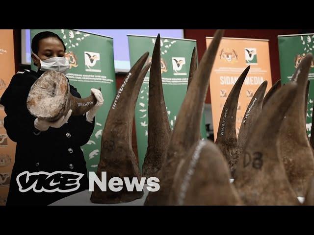 Inside the Global Underground Wildlife Trafficking Market