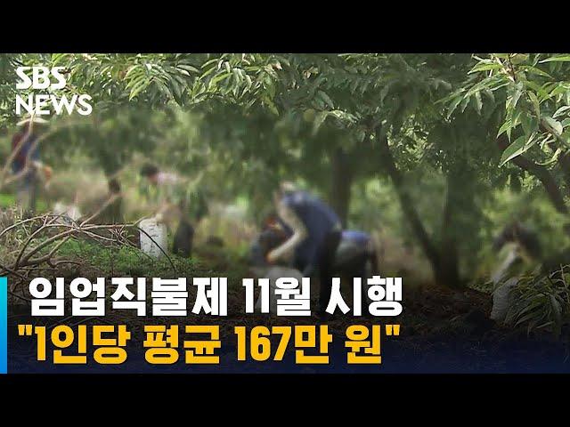 임업직불제 11월 시행…"1인당 평균 167만 원" / SBS