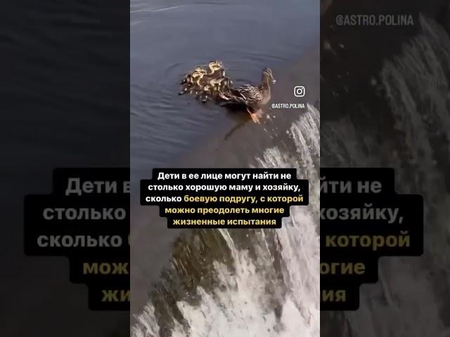 АстроПсихолог Полина Каменских#воспитаниедетей #воспитаниеребёнка #астрология #астропсихология