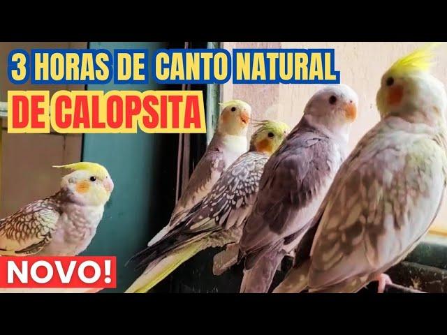 CANTO DE CALOPSITA 3 Horas de Canto Natural de Calopsita para estimular sua Calopsita a Cantar