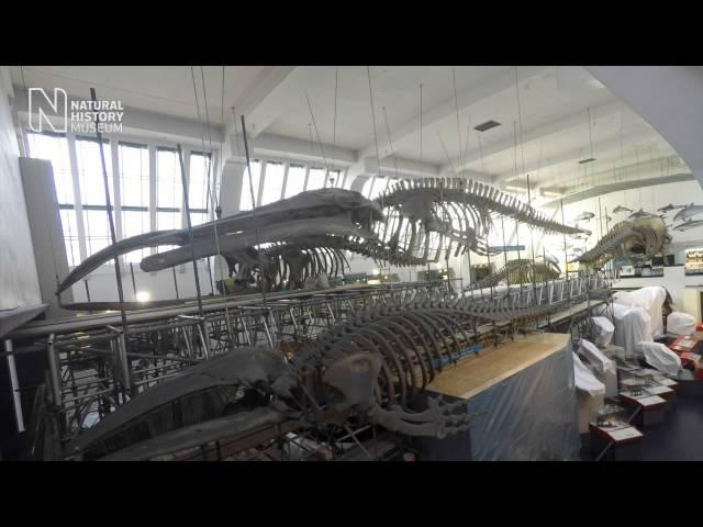 Setting the stage for the blue whale skeleton move | Natural History Museum