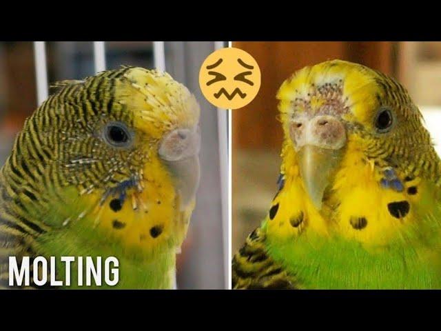 Budgies and Molting | complete information