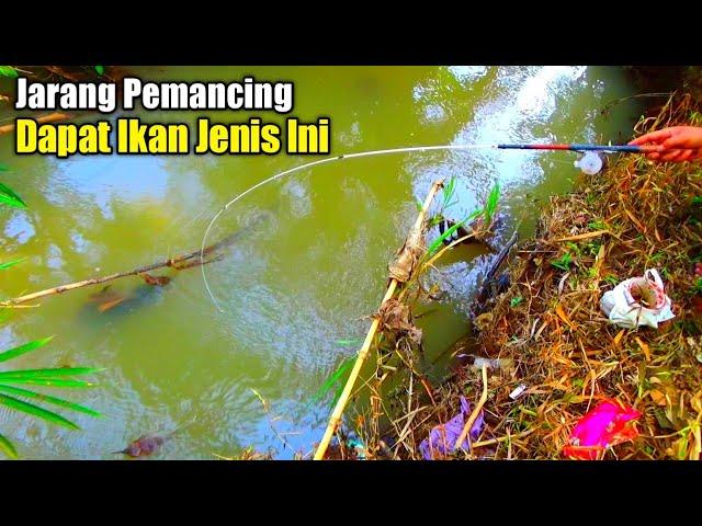 Tak Terduga Dapat Ikan Langka Dan Besar..!! Disini Jarang Pemancing Dapat