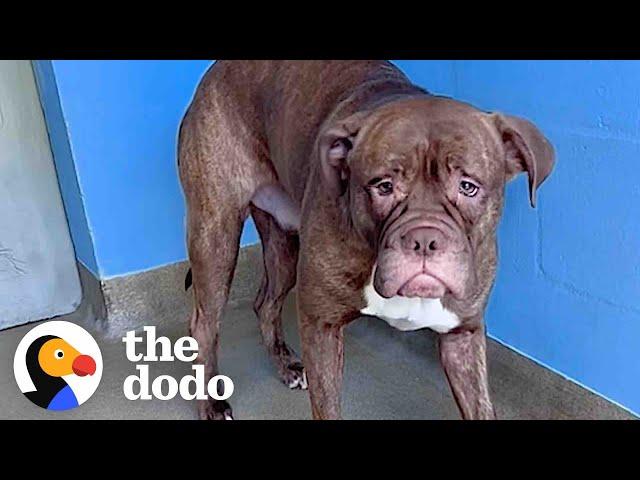 Watch This Sad-Faced Shelter Dog Start Smiling Nonstop | The Dodo Pittie Nation