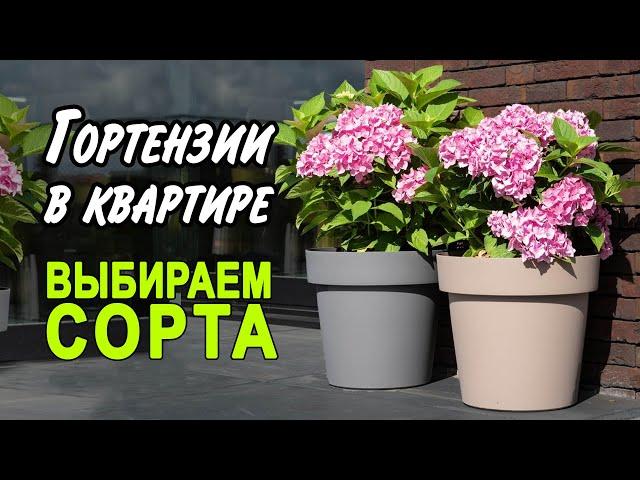 Гортензии крупнолистные. Компактные сорта для выращивания в квартирных условиях