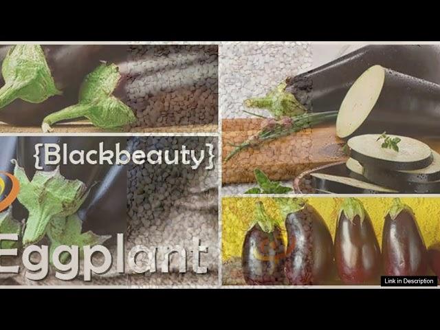 Eggplant Blackbeauty – Seeds Review