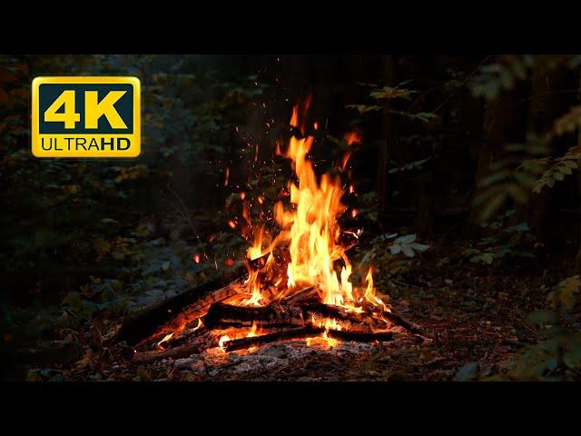  Campfire at Night in the Autumn Forest 4K ULTRA HD! Cozy Bonfire with Fire & Nature Sounds