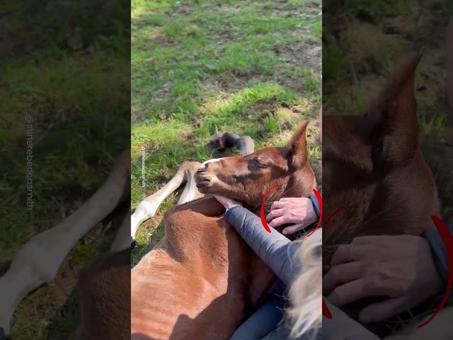 Horse Given 1% Chance Makes Miracle Recovery 