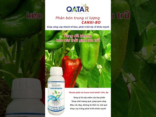 Phân bón trung vi lượng CANXI-BO QATAR Chống rụng hoa Ngăn rụng trái Trái to - Đẹp mã - Sáng bóng